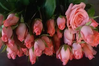 Three crores-roses-export-to-other-states-and-foreign-countries-for-valentines-day-from-karnataka