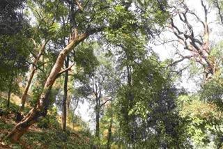 Melghat Garud Tree