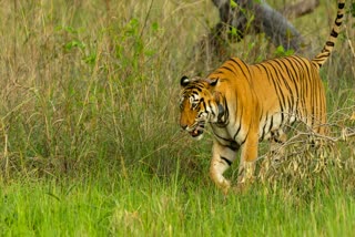 tiger crossing road viral video satpura national park