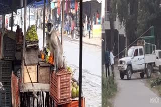 Surat News : વાંકલ ગામમાં વાંદરાનો આંતક, વધુ ચાર લોકો પર હુમલો કરતા નાસભાગ મચી