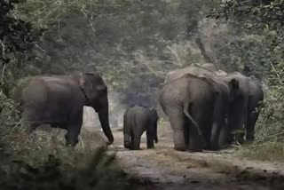 Mananthavady elephant attack  Wild elephant attack  Wayanad elephant attack  വയനാട് കാട്ടാന ആക്രമണം  കാട്ടാന ആക്രമണം മാനന്തവാടി