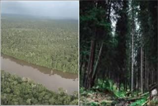 Amazon Forest Extinction