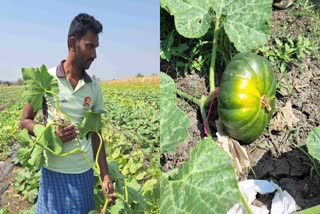 farming pumpkins