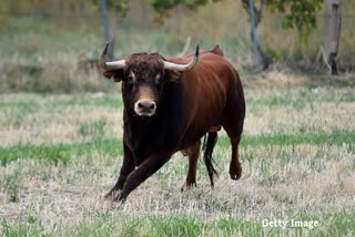 elderly man died due to bull attack