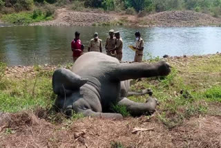 wild elephant found dead  wild elephant in Malappuram  കാട്ടാന ചെരിഞ്ഞ നിലയില്‍  കാട്ടാനയുടെ ജഡം