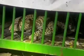Free roaming Leopard Jailed