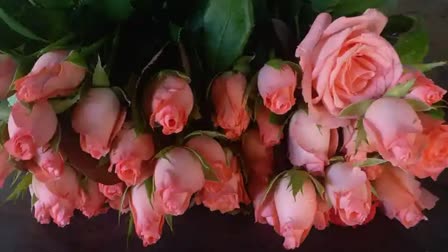 Three crores-roses-export-to-other-states-and-foreign-countries-for-valentines-day-from-karnataka