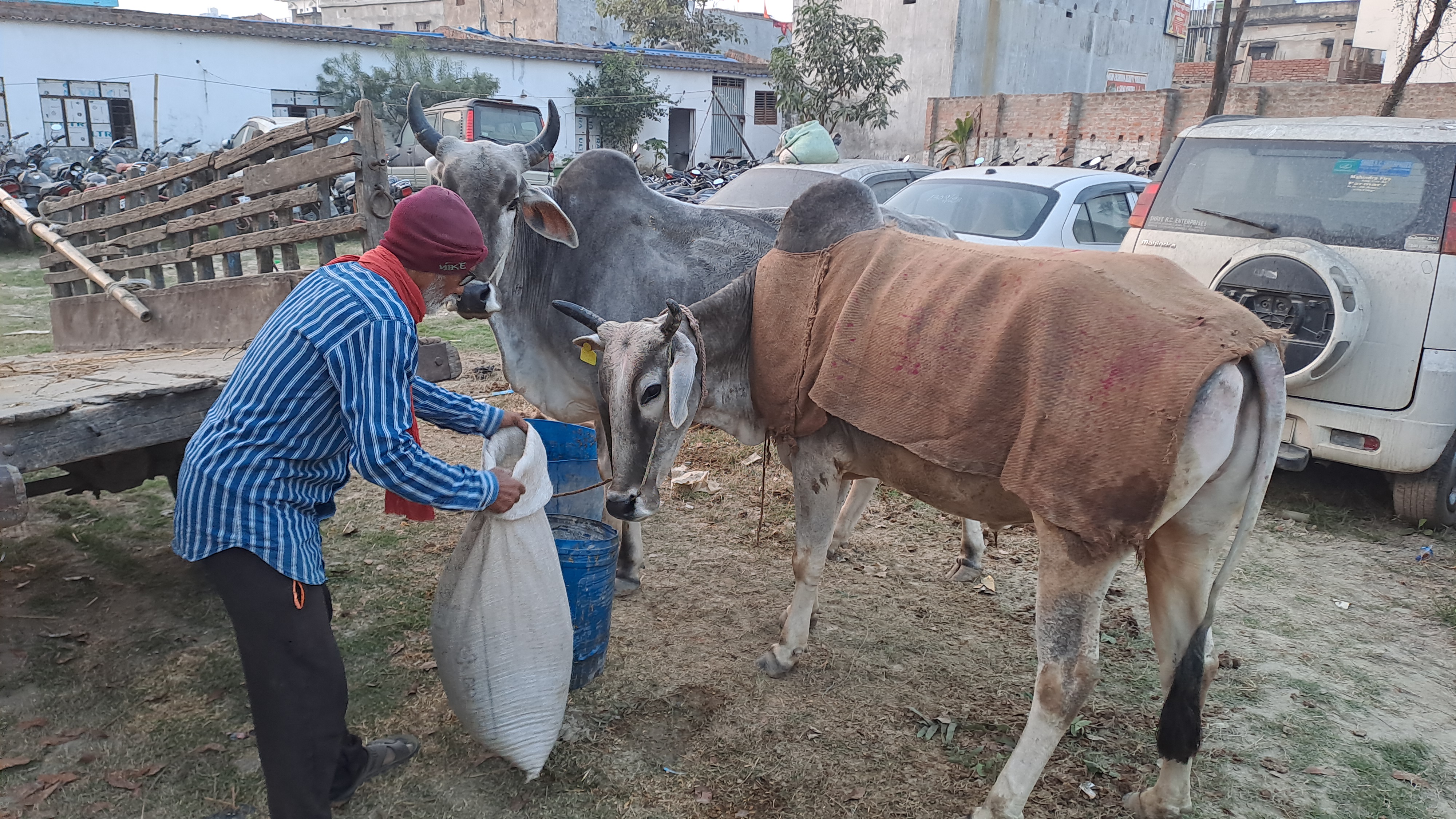 गोपालगंज उत्पाद विभाग के मालखाना में दोनों बैल