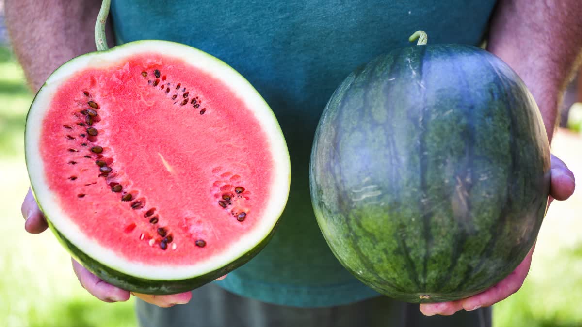 CULTIVATE WATERMELON AT HOME  തണ്ണിമത്തൻ കൃഷി  WATERMELON FARMING  process of WATERMELON cultivation