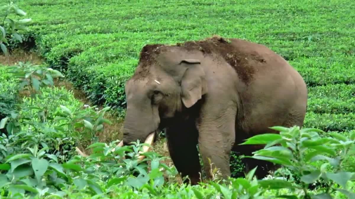 WILD ELEPHANT ATTACK  കാട്ടാന ആക്രമണം മൂന്നാർ  PADAYAPPA WILD ELEPHANT ATTACK  PADAYAPPA ATTACK AGAINST BIKERS