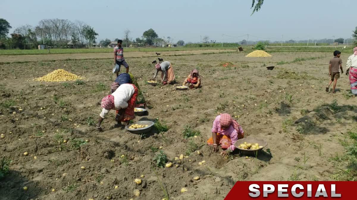 Farmers harvest potato from the field in East Burdwan.