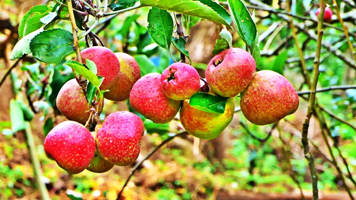 Marayoor Kanthalloor  harvest season  സ്‌ട്രോബറി ഇടുക്കി  strawberry harvest