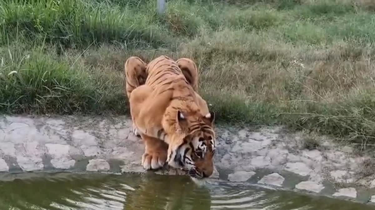 JIM CORBETT WATERHOLES