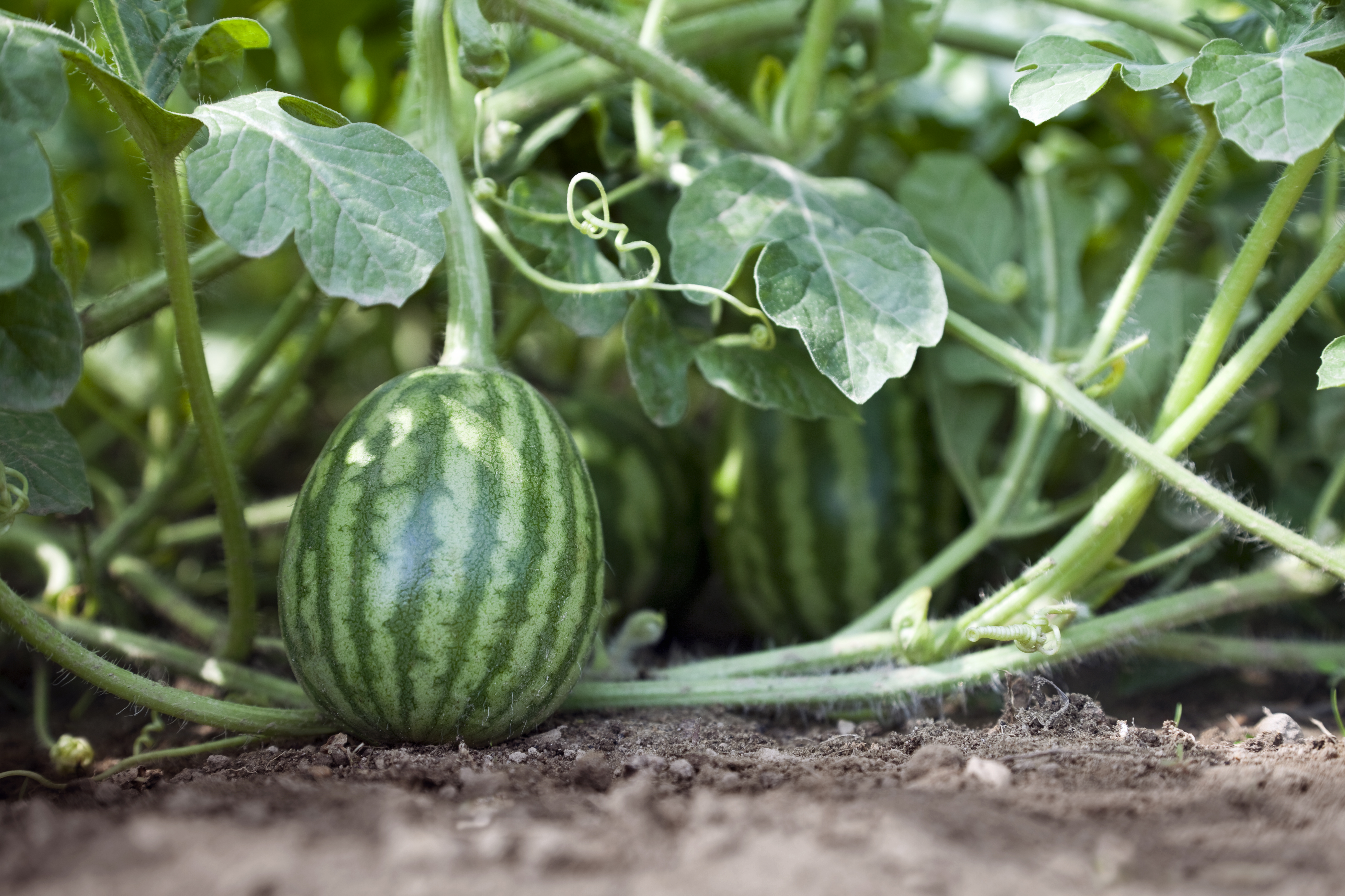 CULTIVATE WATERMELON AT HOME  തണ്ണിമത്തൻ കൃഷി  WATERMELON FARMING  process of WATERMELON cultivation