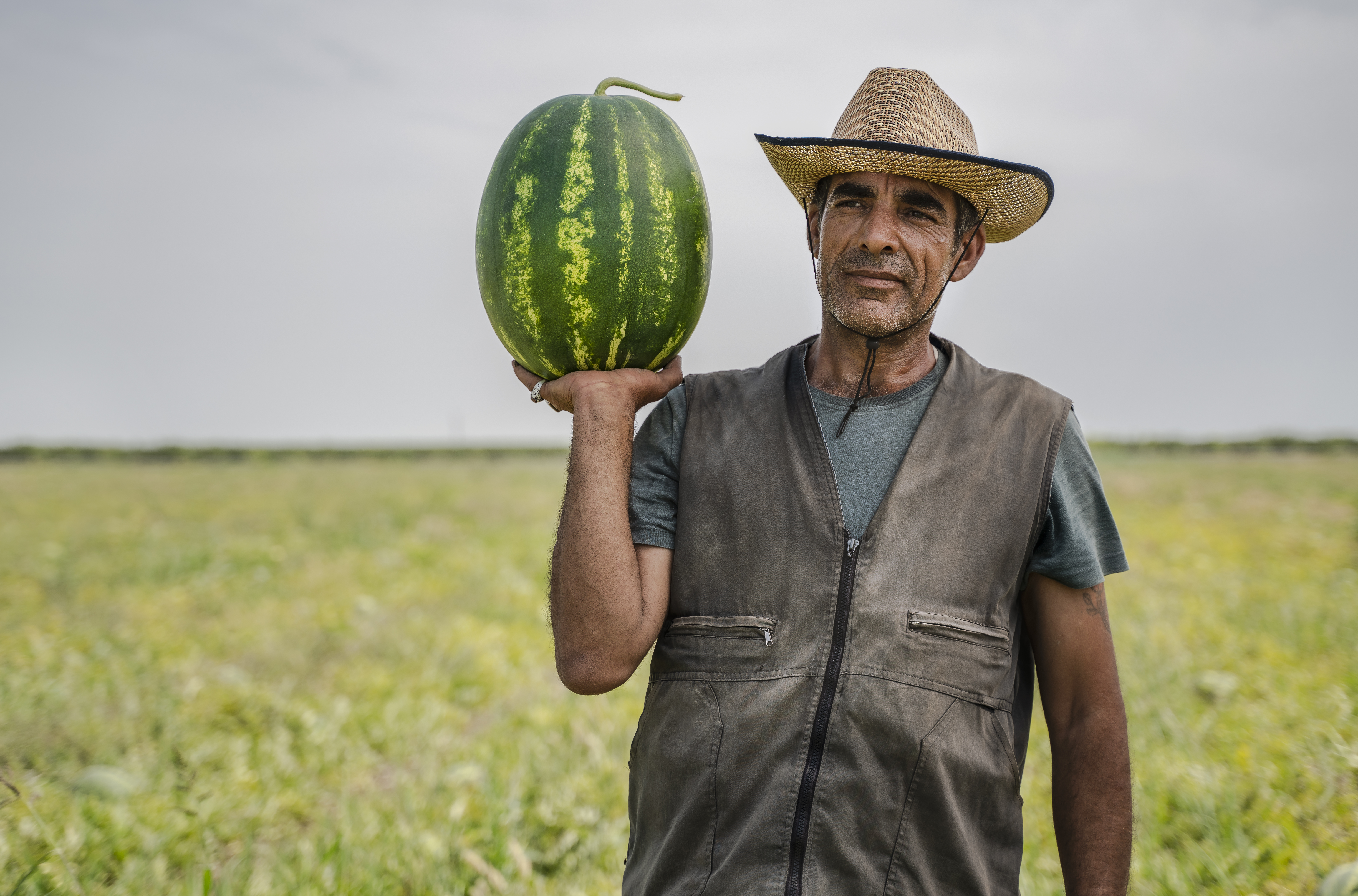 CULTIVATE WATERMELON AT HOME  തണ്ണിമത്തൻ കൃഷി  WATERMELON FARMING  process of WATERMELON cultivation