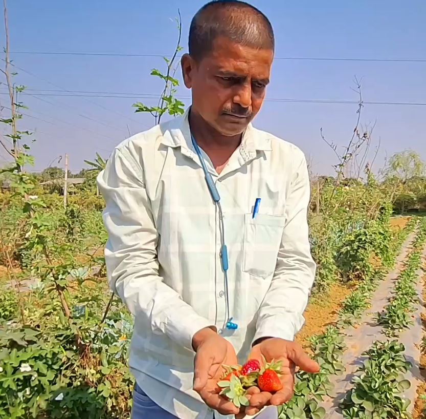 ୟୁଟ୍ୟୁବରୁ ଶିଖି ସଫଳ ଚାଷୀ ପାଲଟିଛନ୍ତି ସୁରେନ୍ଦ୍ର