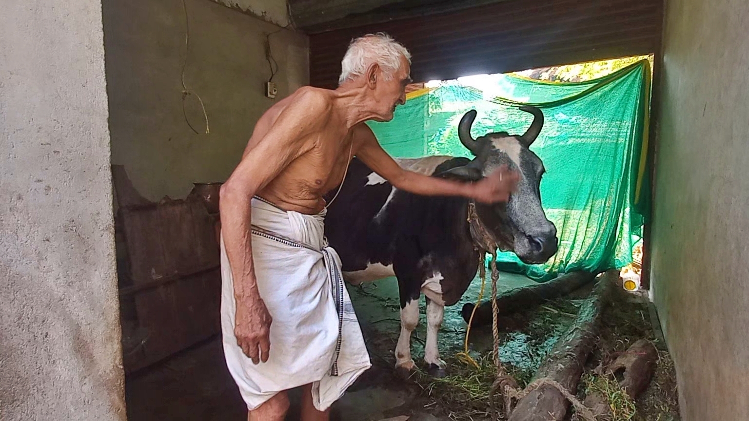 Umesh Rao with the Gaimai cow