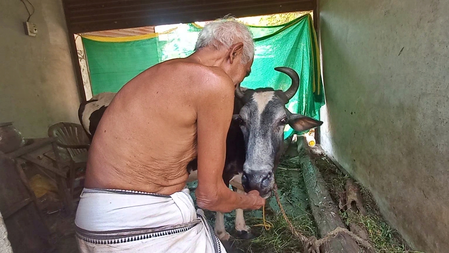 Umesh Rao with the Gaimai cow