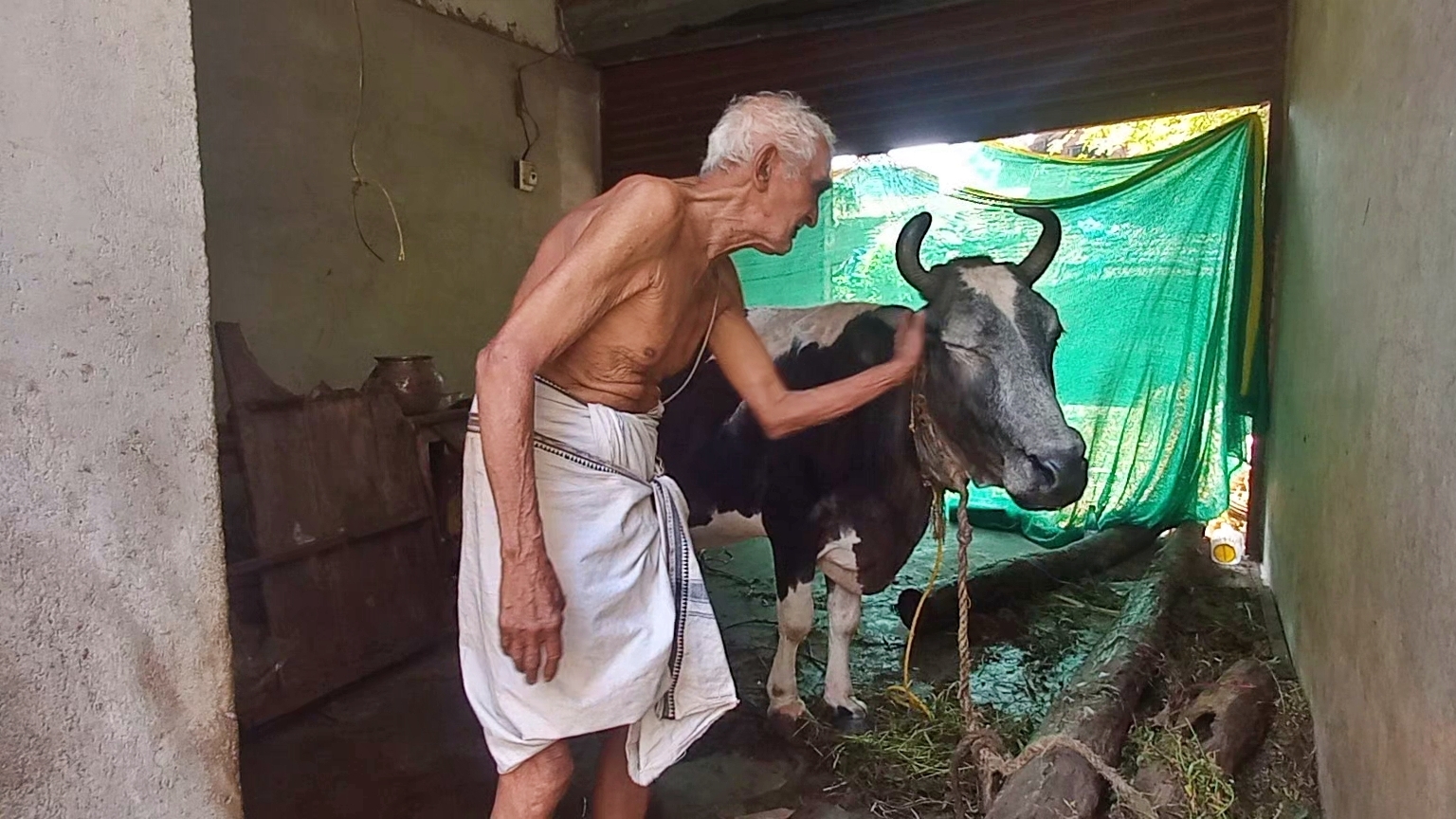 Umesh Rao with the Gaimai cow