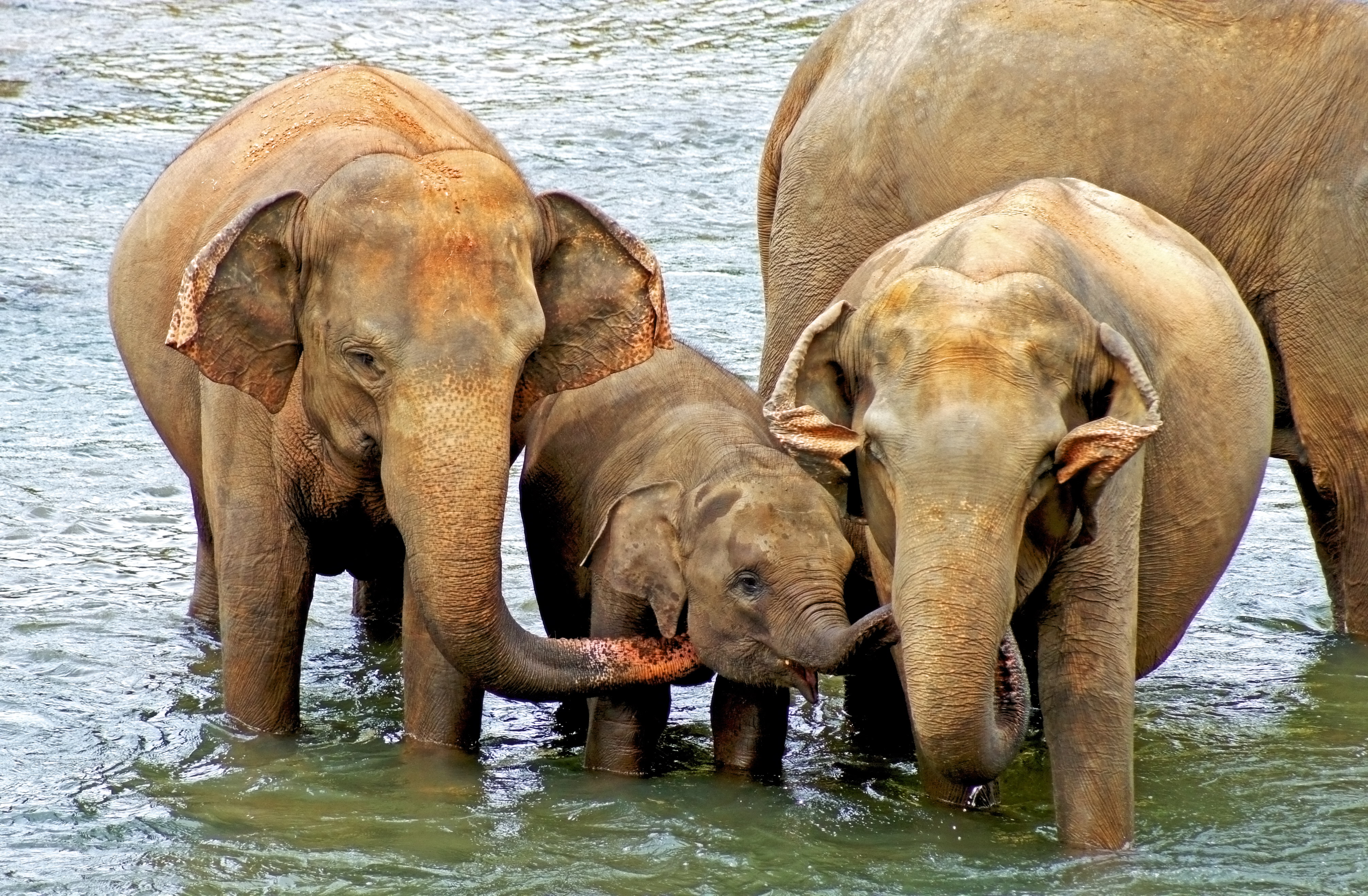 PINNAWALA ELEPHANT ORPHANAGE  SRILANKA ELEPHANT ORPHANAGE  SRILANKA TOURIST PLACE  എലിഫന്‍റ് ഓര്‍ഫനേജ് ശ്രീലങ്ക