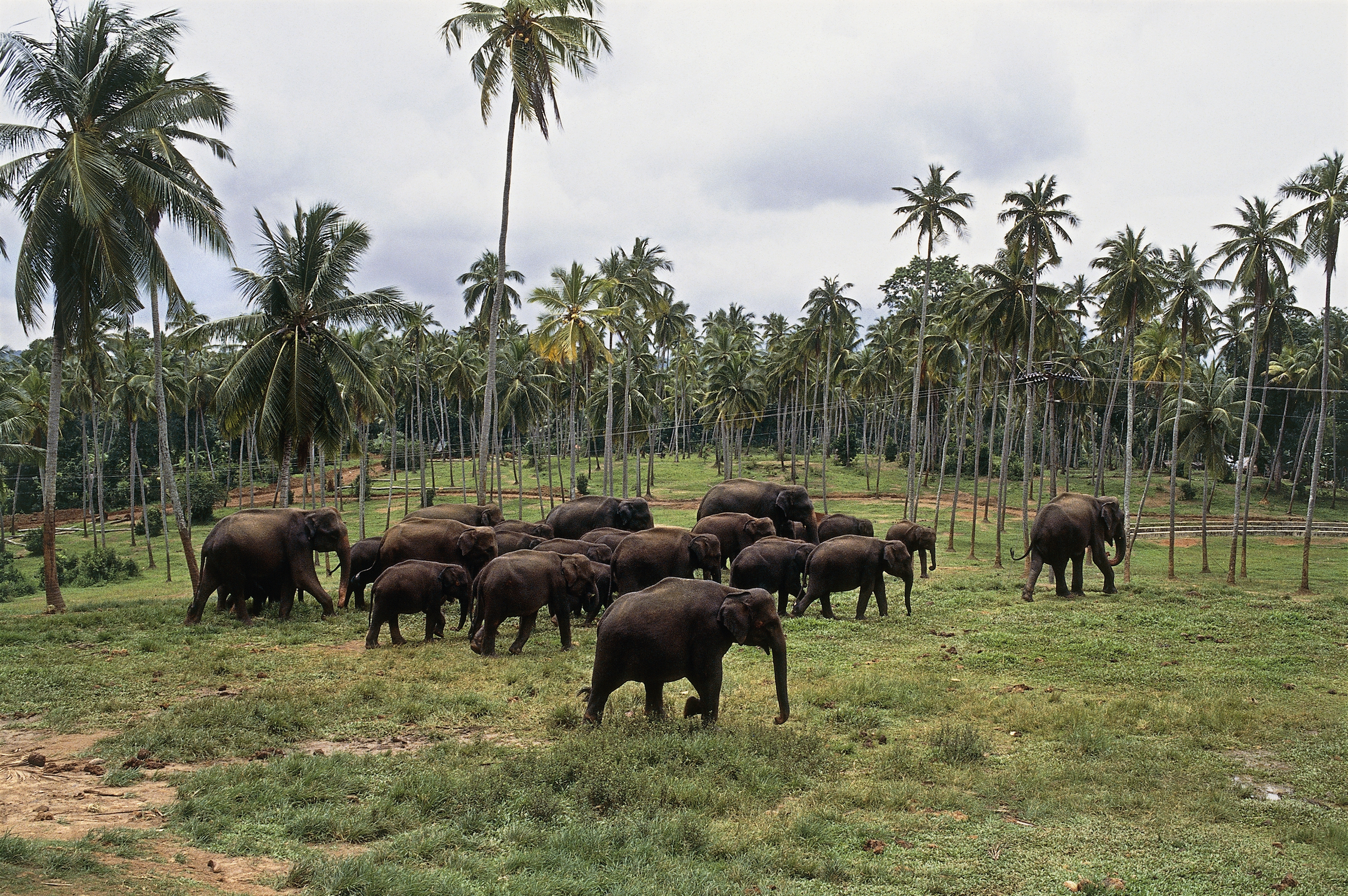 PINNAWALA ELEPHANT ORPHANAGE  SRILANKA ELEPHANT ORPHANAGE  SRILANKA TOURIST PLACE  എലിഫന്‍റ് ഓര്‍ഫനേജ് ശ്രീലങ്ക