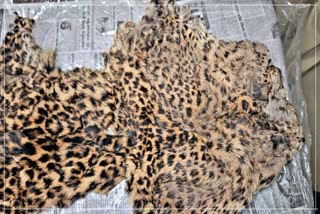 Central Excise Department detain a smuggler along with tiger skin and bones in Dibrugarh