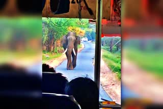 Wild elephant  Virikkomban  KSRTC bus Marayoor  Wild elephant News