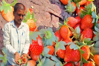 STRAWBERRY FARMING