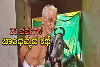 Umesh Rao with the Gaimai cow