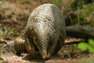 PANGOLIN SMUGGLING