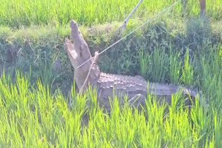 Huge Crocodile in Wanaparthy District