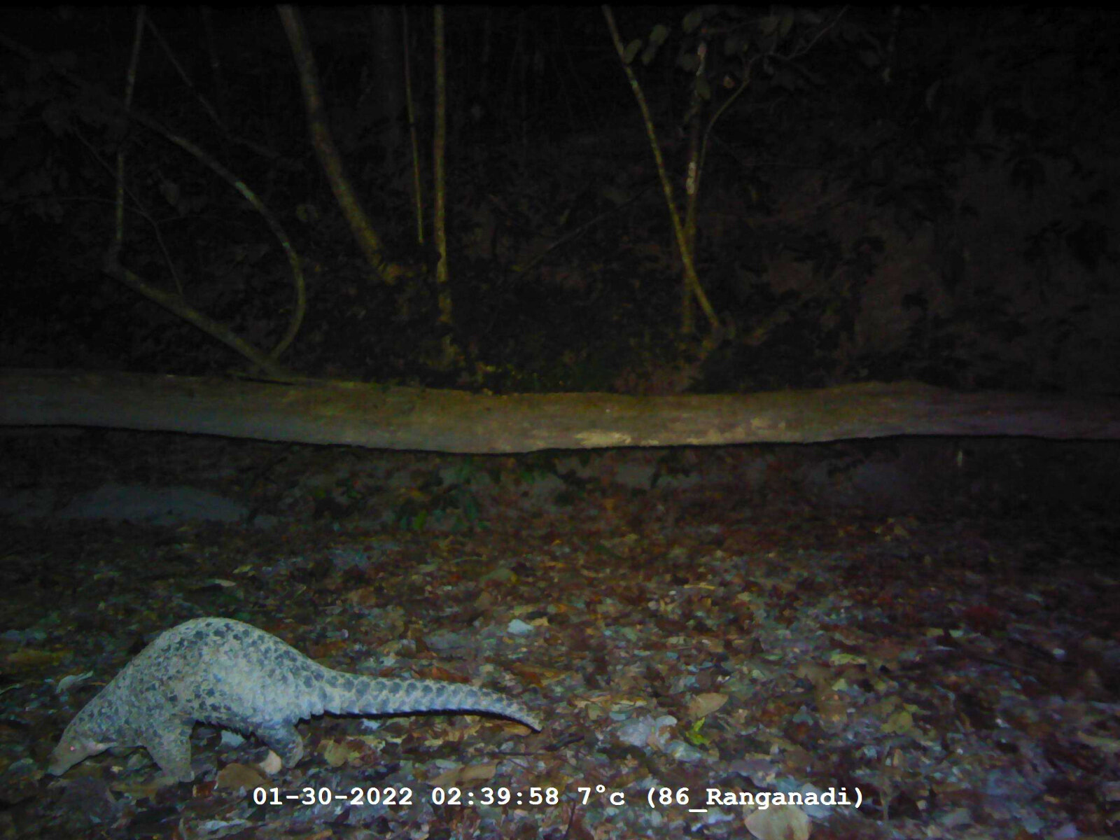 PANGOLIN SMUGGLING