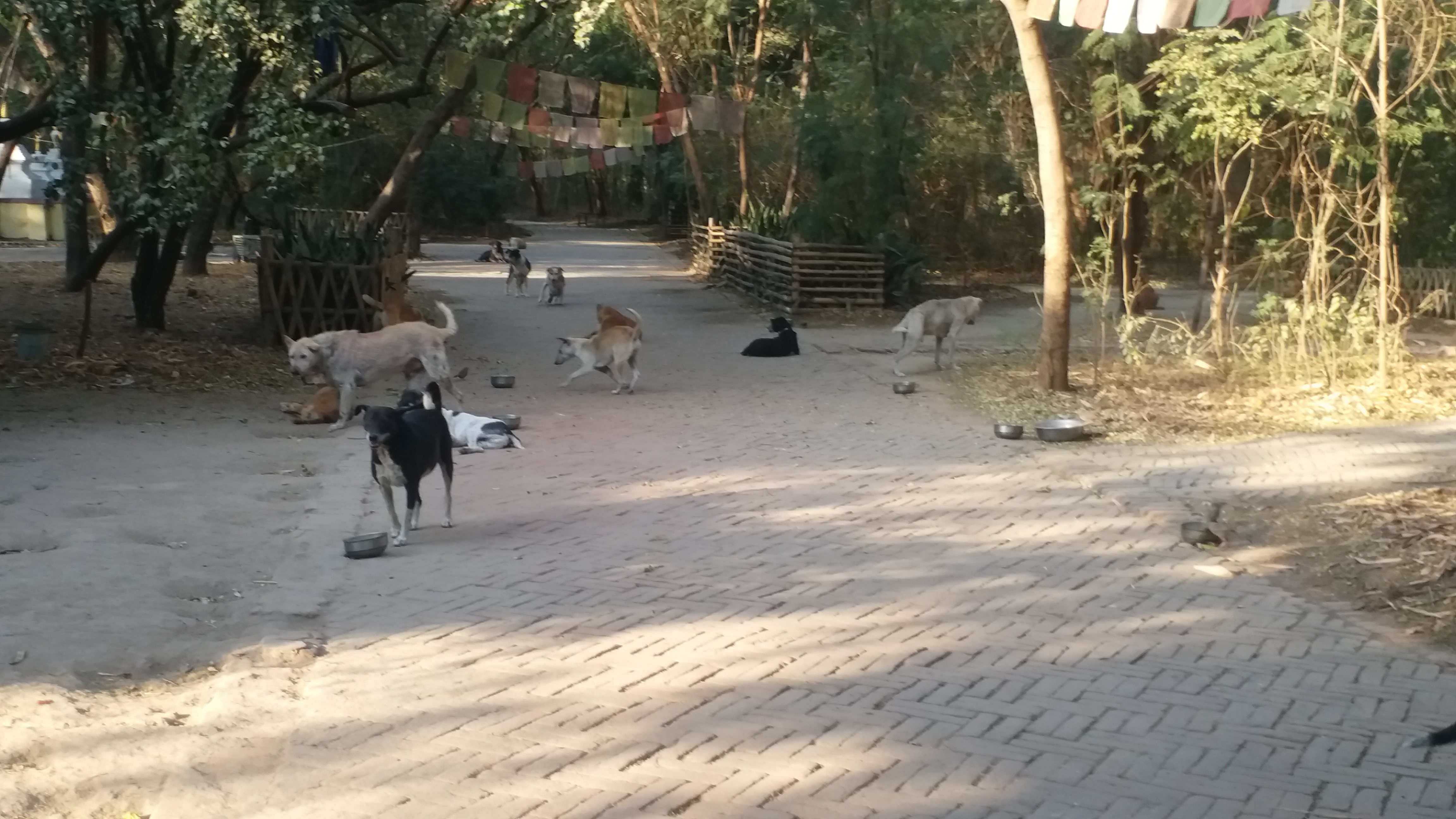 Dogs inside the Maitri Trust Complex.