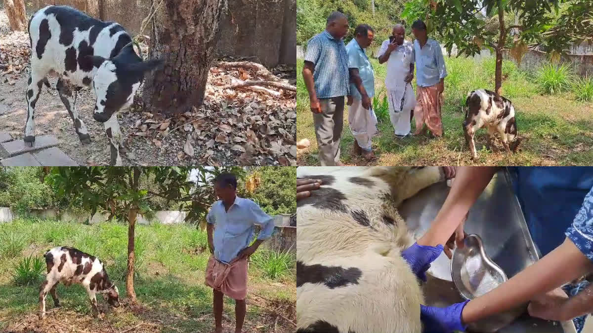 Milked calf Thrissur  rare calf Thissur  cattle farming Kerala  mysterious cow and calf Thrissur