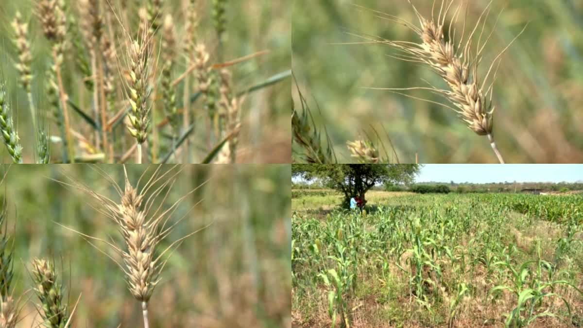 Dharwad farmer  successfully grew purple wheat  Trial of foreign breed in Dharwad