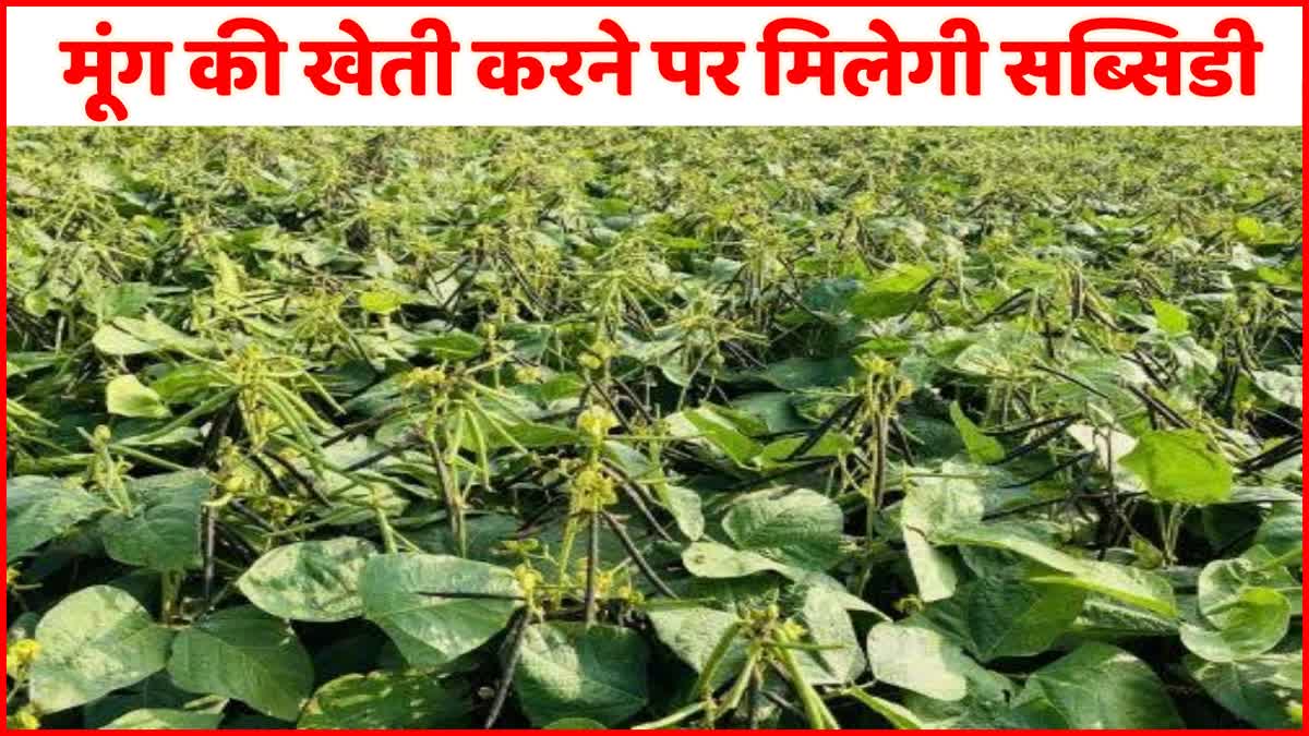 Moong Farming in Haryana