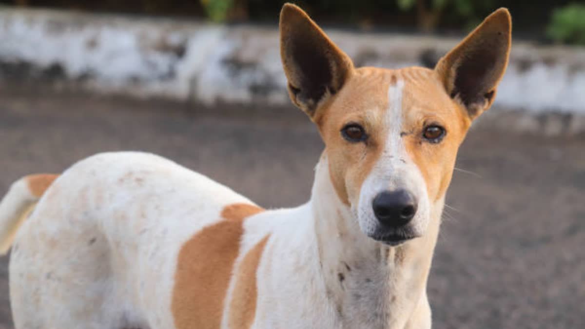 Rabies: Can someone still die after receiving vaccination post dog bite? Know from doctor