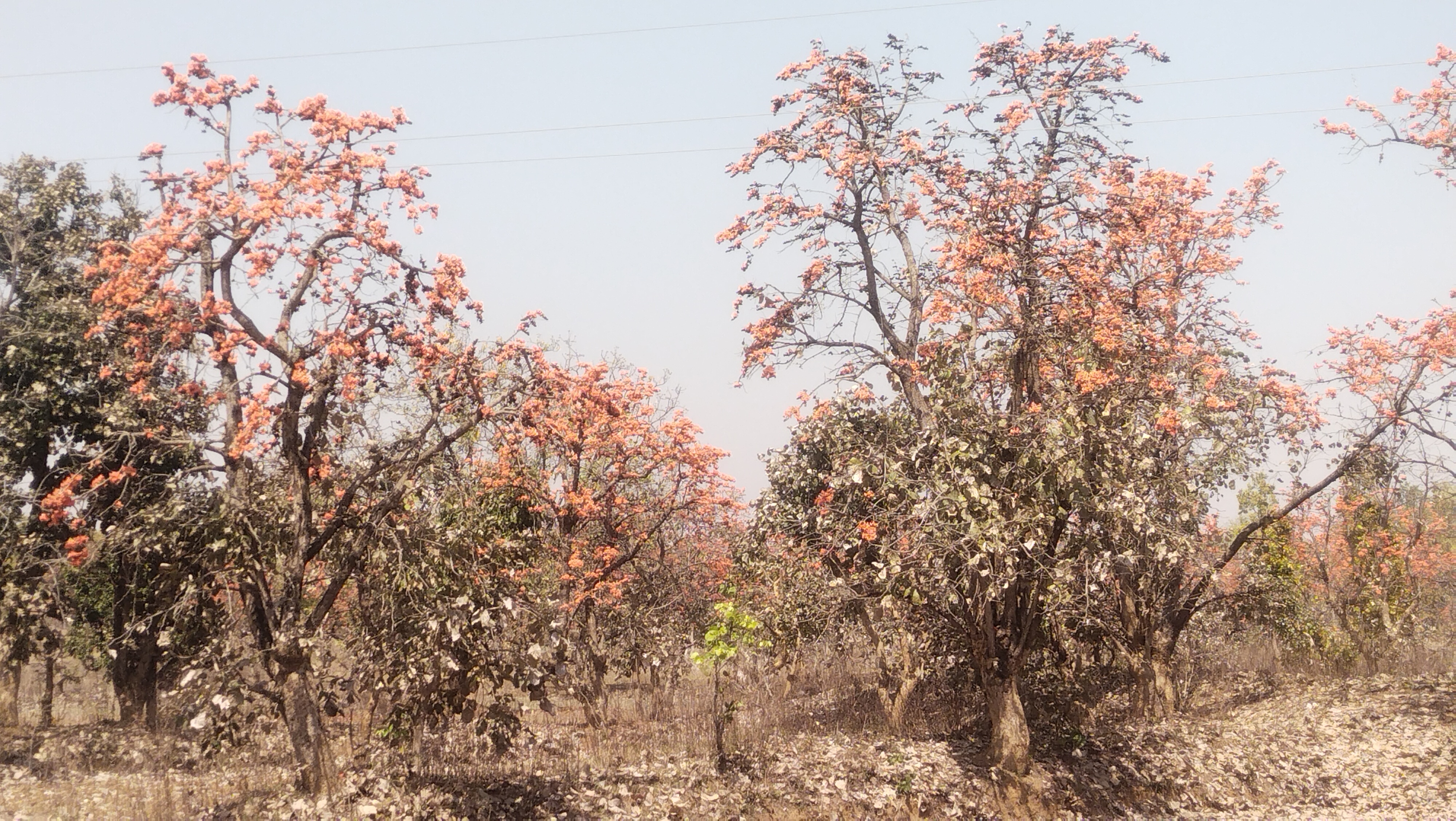 Palash Flower Remedies