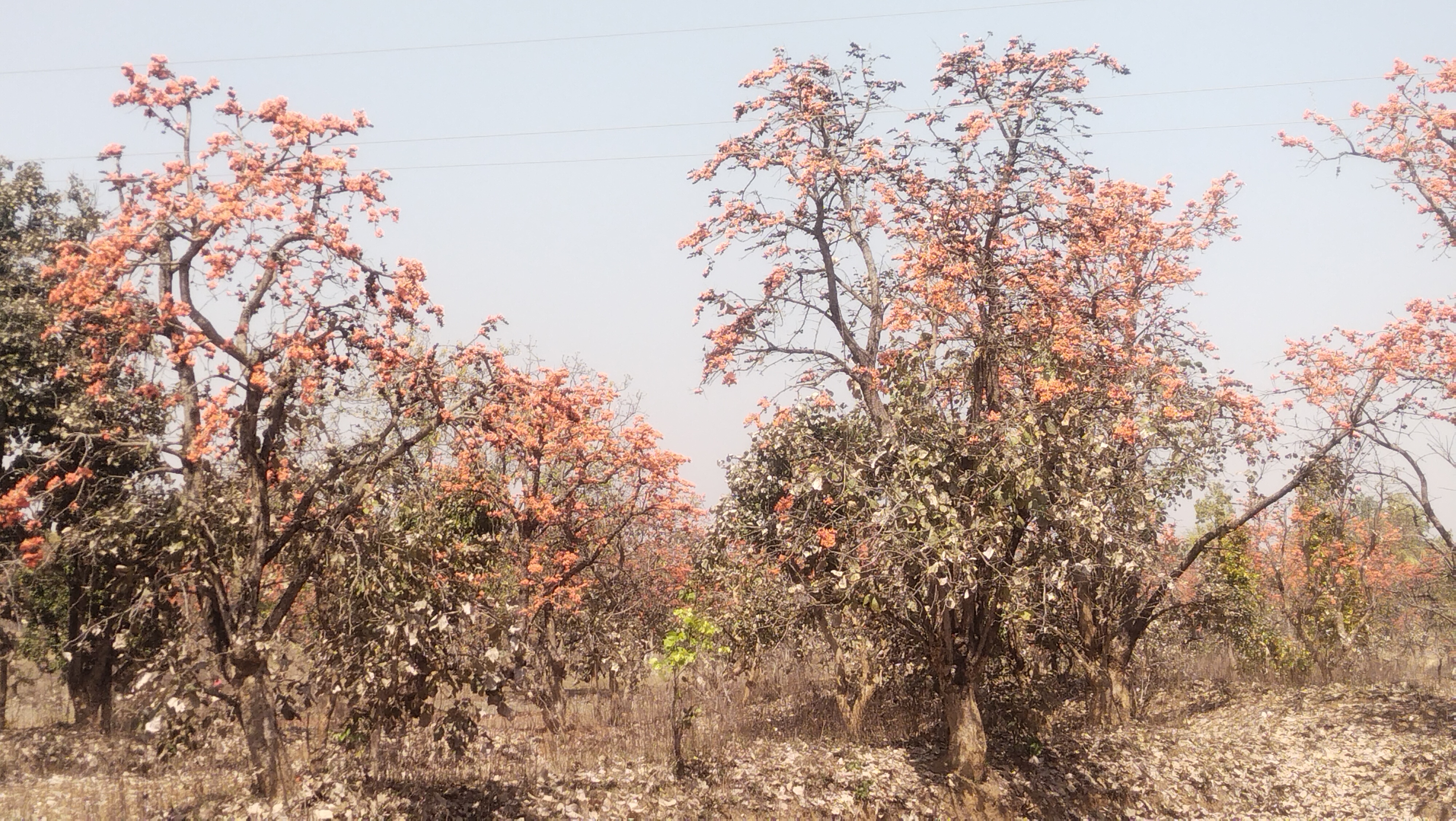 Palash Flower Remedies