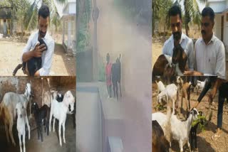 kumbala goat theft  goat stolen in Kasaragod  brothers caught thieves  stolen goat and smuggled Karnataka