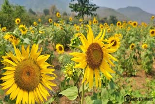 Sunflower farmers facing problem