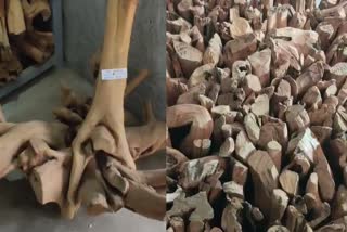 marayoor sandal wood  sandal wood  Sandalwood Auction  Marayur Sandalwood Auction