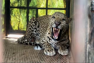 captive leopard