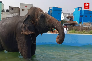 sankarankovil mla raja inaugurated  gomathi elephant swimming pool