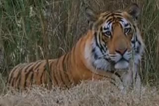 Tigress relocated from Corbett to Rajaji Reserve
