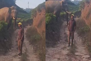 Wild Elephant In Idukki  Tourist Photo With Wild Elephant  Wild Elephant Attack  Youth Provoke Wild Elephant