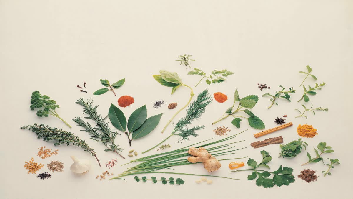 Food and Herbs News