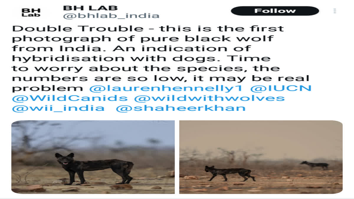 Extinct Black  Wolf