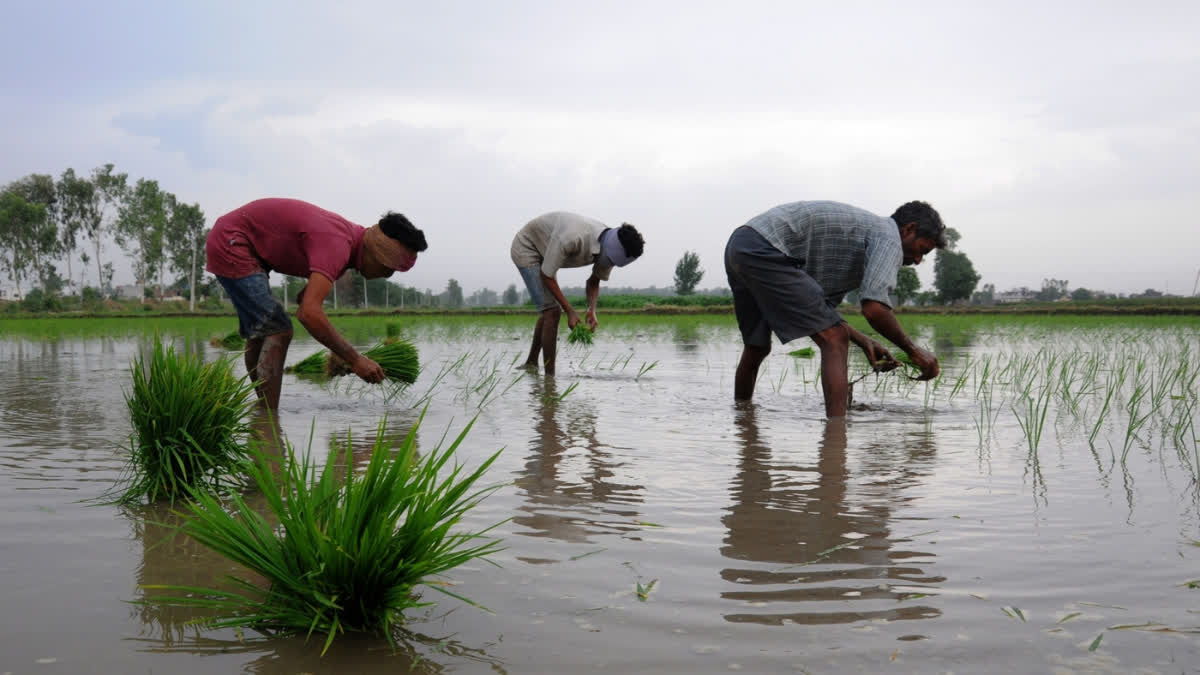 KHARIF CROPS