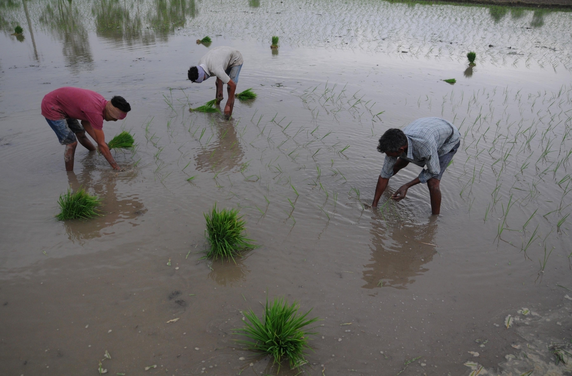 KHARIF CROPS